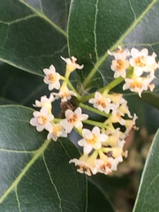 Ocotea pulchella