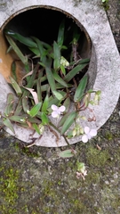 Murdannia loriformis