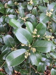 Ocotea pulchella
