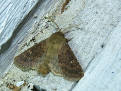 Dasypolia templi