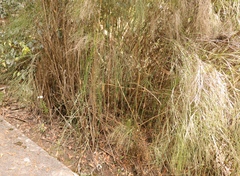 Platycaulos callistachyus