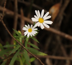 Osmitopsis osmitoides