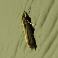 Crambus satrapellus