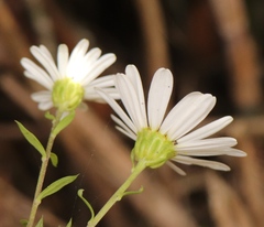 Osmitopsis osmitoides
