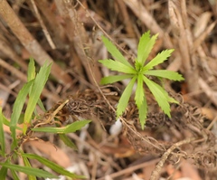 Osmitopsis osmitoides