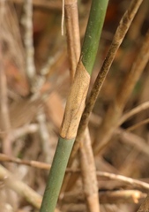 Platycaulos callistachyus