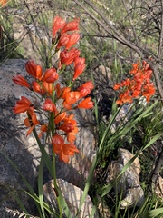 Pillansia templemannii