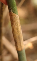 Platycaulos callistachyus
