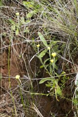 Helichrysum cephaloideum