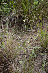 Helichrysum cephaloideum