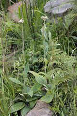 Helichrysum pallidum
