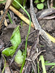 Symplocarpus foetidus