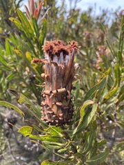 Protea neriifolia