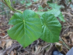 Ipomoea violacea