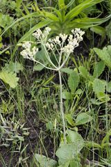 Helichrysum pallidum
