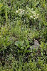 Helichrysum pallidum