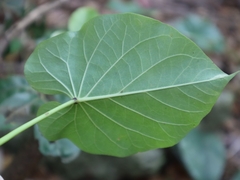 Ipomoea violacea