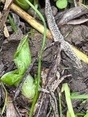 Symplocarpus foetidus