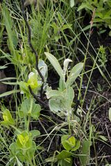 Helichrysum pannosum