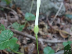 Ipomoea violacea