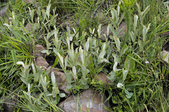 Helichrysum pannosum