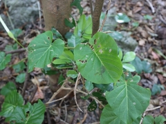 Ipomoea violacea