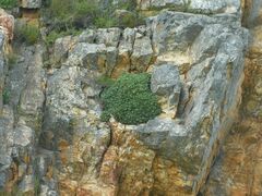 Oldenburgia paradoxa