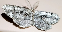 Cymatophora approximaria