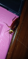 Periplaneta americana