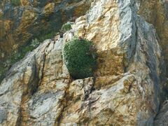 Oldenburgia paradoxa