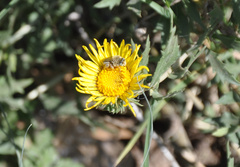 Diadasia