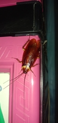 Periplaneta americana