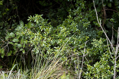 Heteropyxis natalensis