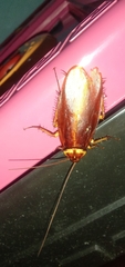 Periplaneta americana