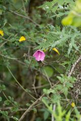 Hibiscus pedunculatus