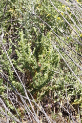 Aspalathus cordata