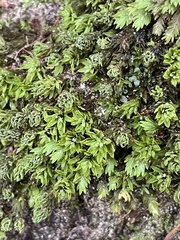 Encalypta streptocarpa