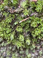 Encalypta streptocarpa