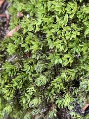 Encalypta streptocarpa