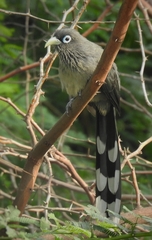 Phaenicophaeus viridirostris