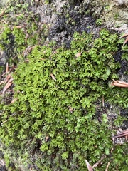 Encalypta streptocarpa