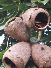 Couratari macrosperma