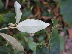 Croton cascarilloides