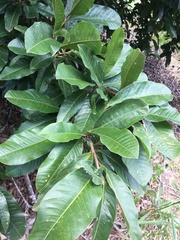 Couratari macrosperma