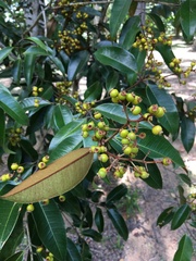 Myrcia bergiana