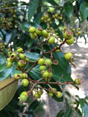 Myrcia bergiana