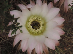 Echinopsis leucantha