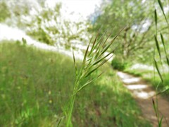 Rytidosperma setaceum