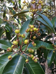 Myrcia bergiana