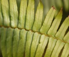 Blechnum punctulatum